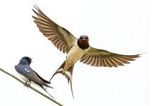 旧时王谢堂前燕-渤海琴师